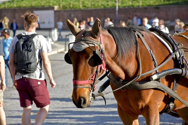 Um cavalo bonito puxando uma carruagem — Fotografia de Stock