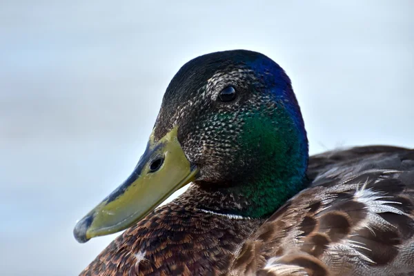 Canard colvert de près — Photo