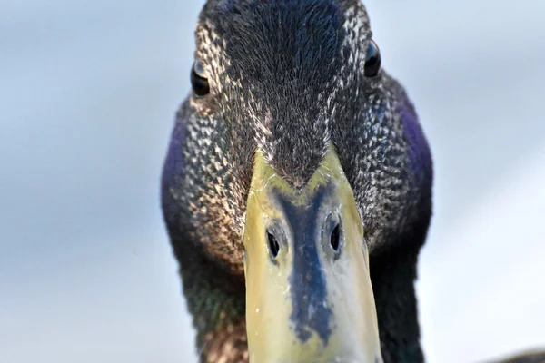 Yeşilbaş ördek kadar kapatın — Stok fotoğraf