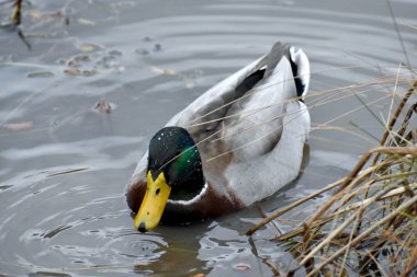 Güzel yeşilbaş ördek