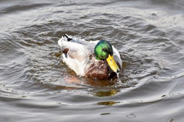 Güzel yeşilbaş ördek