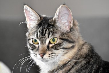 Tabby yavru kedi yakın çekim