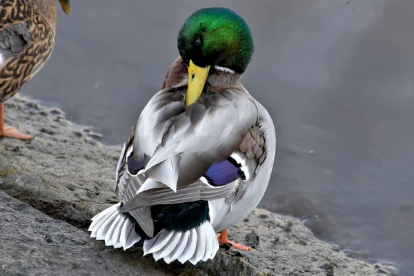 Magnificent mallard duck — Stock Photo, Image