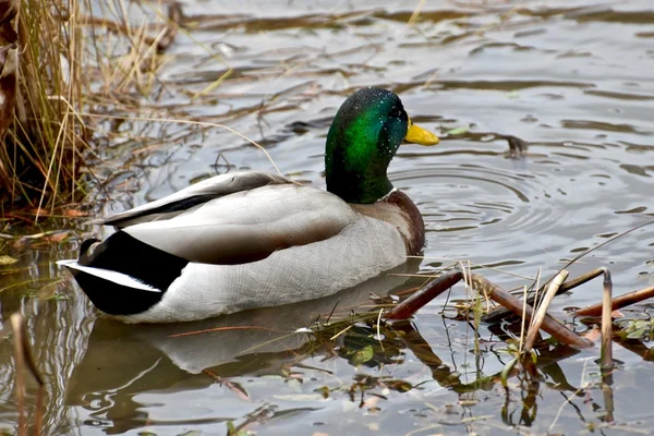 Magnifique canard colvert — Photo