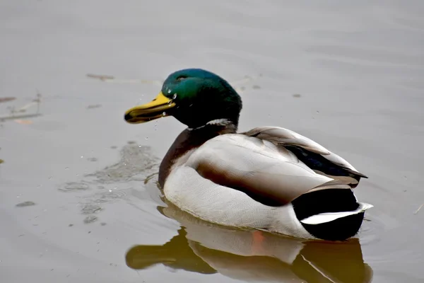 Mooie mallard duck — Stockfoto