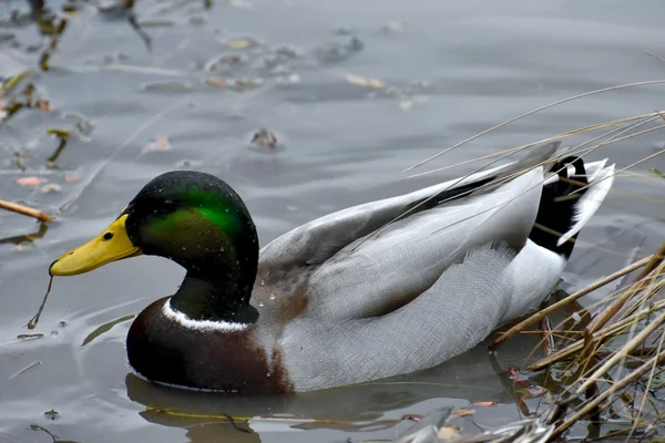 Όμορφη mallard πάπια — Φωτογραφία Αρχείου