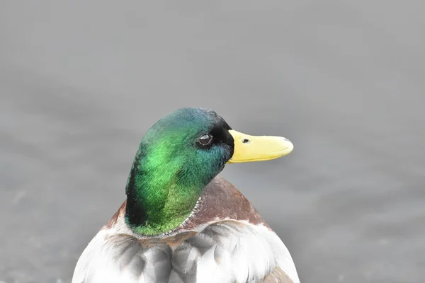 Pretty mallard duck — Stock Photo, Image