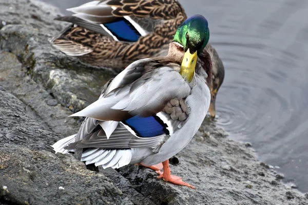 Pretty mallard duck — Stock Photo, Image