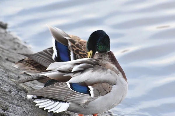 Pretty mallard duck — Stock Photo, Image