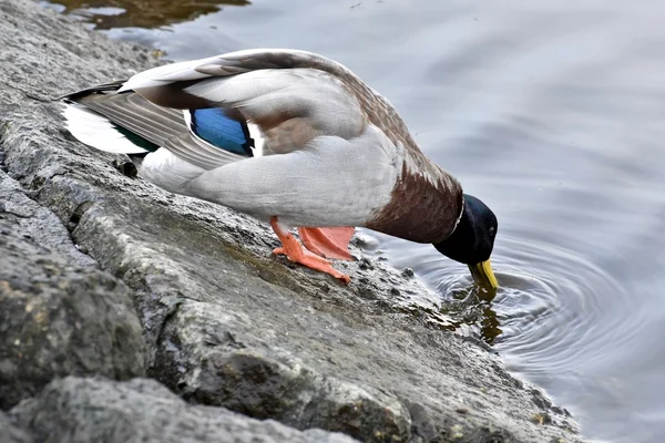 Beautiful mallard duck — Stock Photo, Image