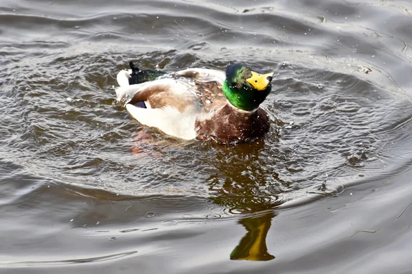 Belle Canard colvert — Photo