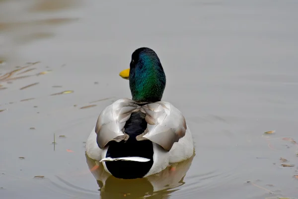 Όμορφη mallard πάπια — Φωτογραφία Αρχείου