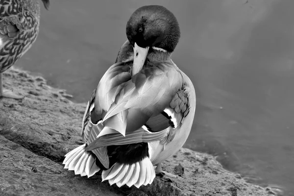 Beautiful mallard duck — Stock Photo, Image