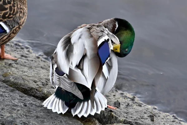 Belle Canard colvert — Photo