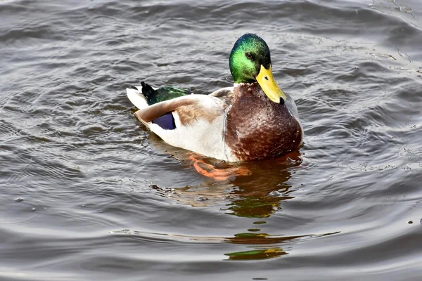 Vackra gräsand — Stockfoto