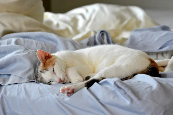 Pretty calico cat