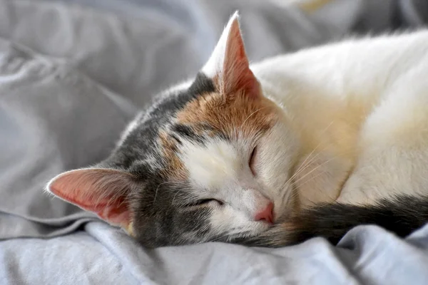 美しい三毛猫 — ストック写真