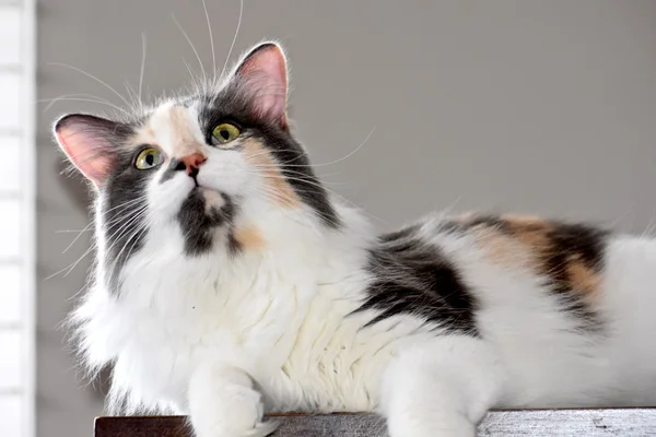 Güzel alaca kedi
