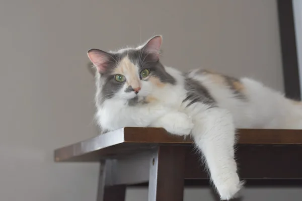 Hermoso gato calico —  Fotos de Stock