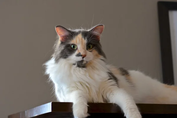 Magnifique chat calico — Photo