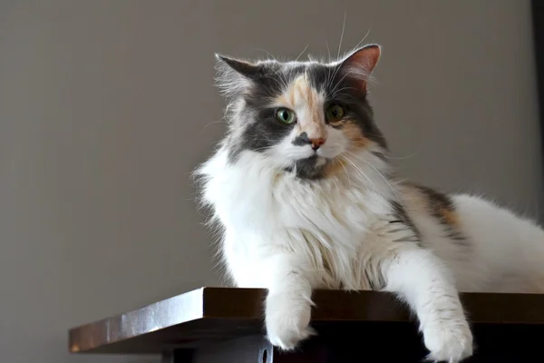 Magnifique chat calico — Photo
