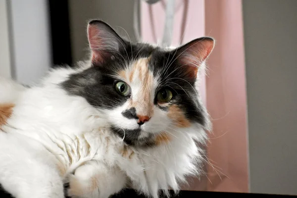 Krásná kočka kaliko — Stock fotografie