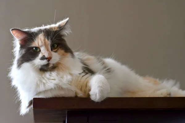 美しい三毛猫 — ストック写真