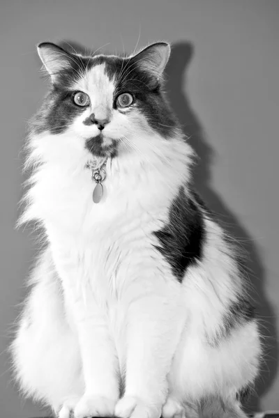 Piękny kot bawełniane — Zdjęcie stockowe