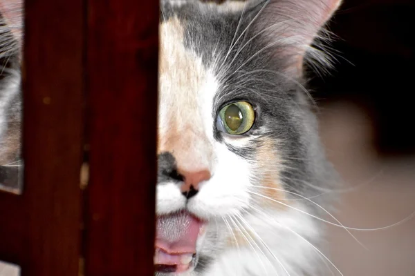 Krásná kočka kaliko — Stock fotografie