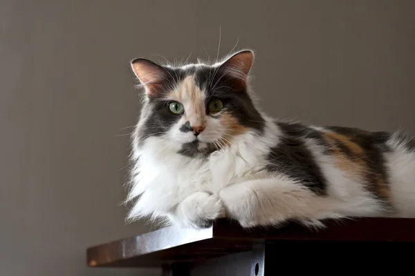 Piękny kot bawełniane — Zdjęcie stockowe