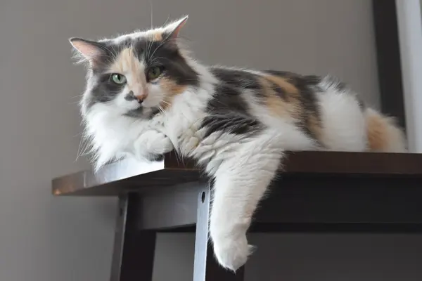 아름 다운 얼룩 고양이 — 스톡 사진