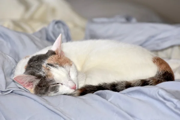 Hübsche Calico-Katze — Stockfoto