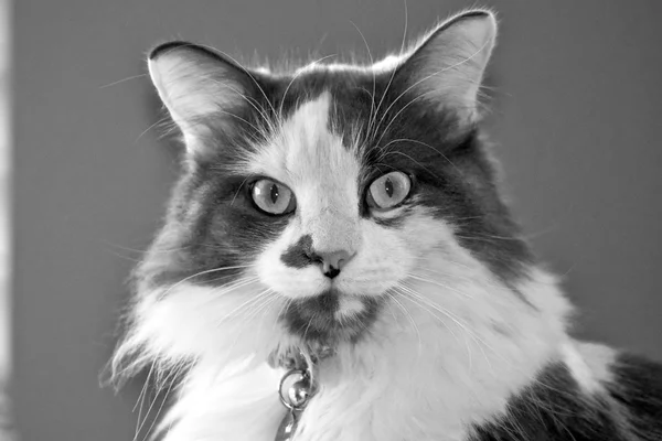 แมวคาลิโก้สวย — ภาพถ่ายสต็อก