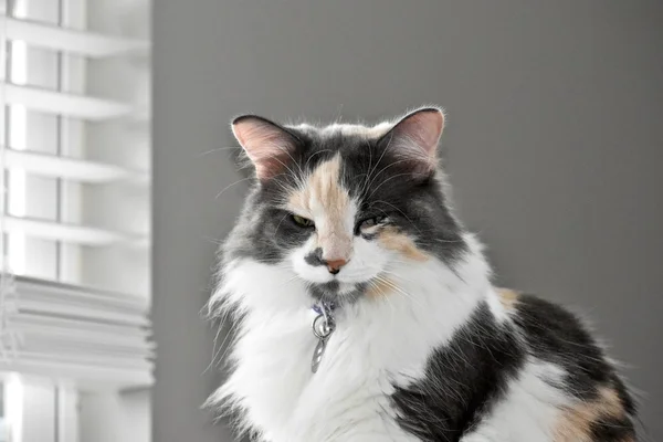 Jolie chatte calico — Photo