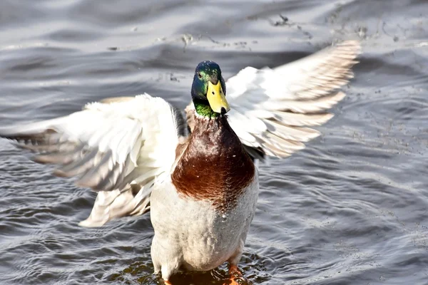 Beautiful mallard duck Royalty Free Stock Photos