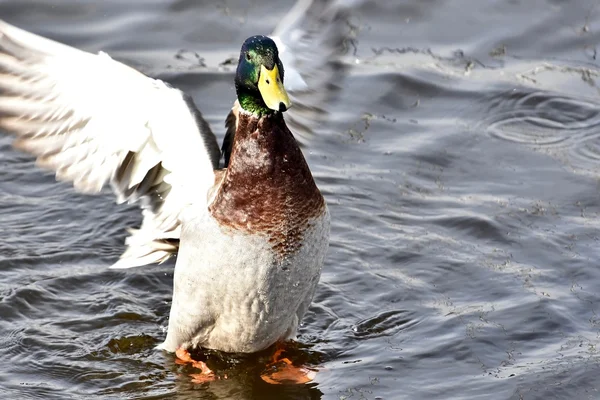 Beautiful mallard duck Stock Picture