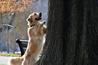 Ağaca bir sincap kovalayan köpek
