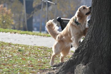 Ağaca bir sincap kovalayan köpek