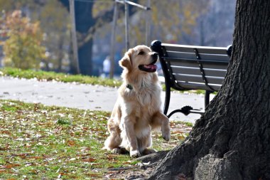 Ağaca bir sincap kovalayan köpek