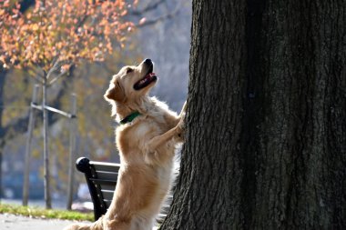 Ağaca bir sincap kovalayan köpek