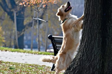 Ağaca bir sincap kovalayan köpek