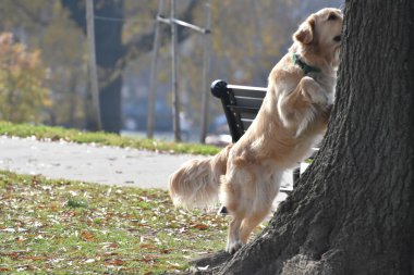 Ağaca bir sincap kovalayan köpek