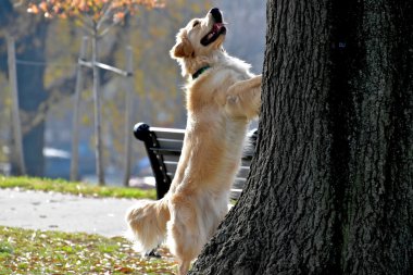 Ağaca bir sincap kovalayan köpek