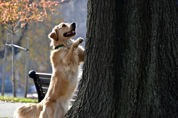 Ağaca bir sincap kovalayan köpek