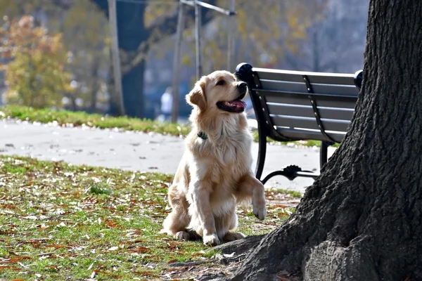 Dog chasing a squirrel up a tree — Stock Photo, Image