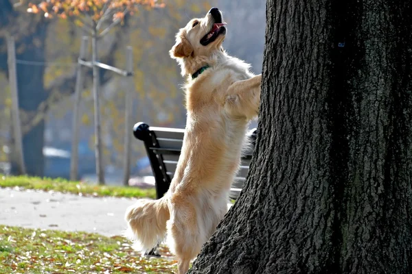 Ağaca bir sincap kovalayan köpek