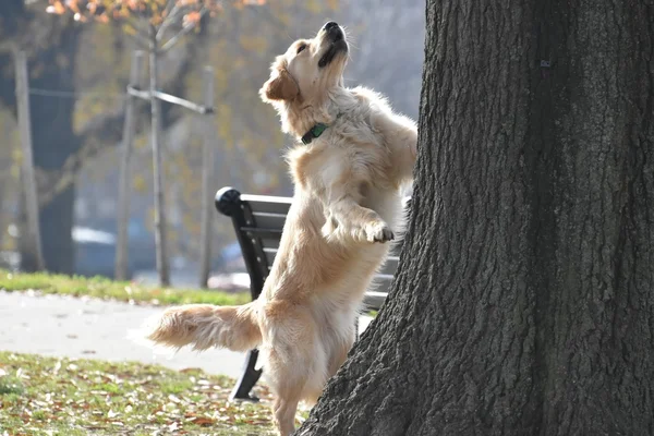 Anjing mengejar tupai sampai pohon Stok Foto Bebas Royalti