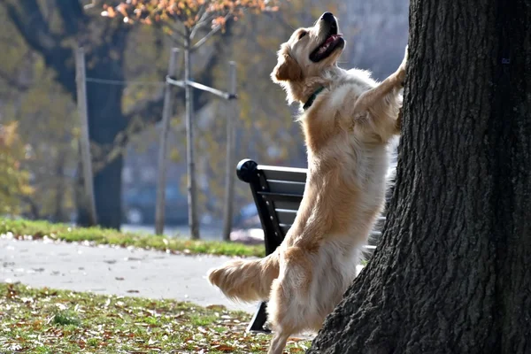 Anjing mengejar tupai sampai pohon Stok Foto Bebas Royalti