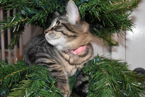 Lindo gatito en un árbol de Navidad — Foto de Stock