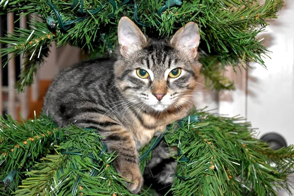 Roztomilá kočička v vánoční stromeček — Stock fotografie